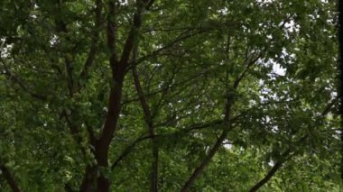 Ağaçların yeşil yaprakları, rüzgarda sallanan dallar