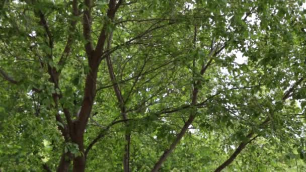 Green Foliage Trees Branches Swaying Wind — Stock Video