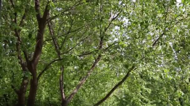 Green Foliage Trees Branches Swaying Wind — Stock Video