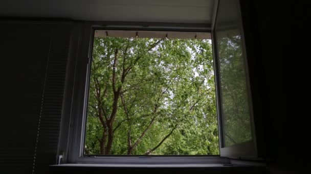 Вид Вікна Зелені Дерева — стокове відео