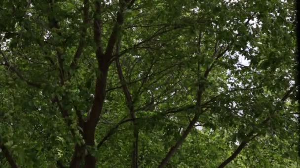 树木的绿叶 树枝在风中摇摆 — 图库视频影像