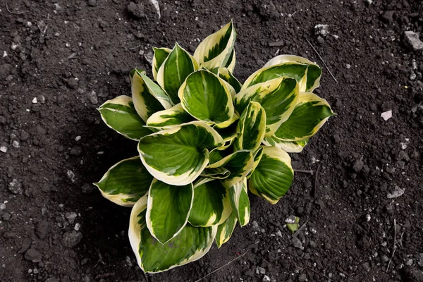 Plant Met Grote Bladeren Grond Tuin — Stockfoto