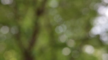 Doğal bulanık arkaplan, doğa soyut arkaplan, doğa yeşil bokeh, doğal yeşil hareket arkaplan