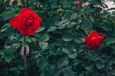 kırmızı gül ve yeşil yaprakları nbüyük tomurcukları