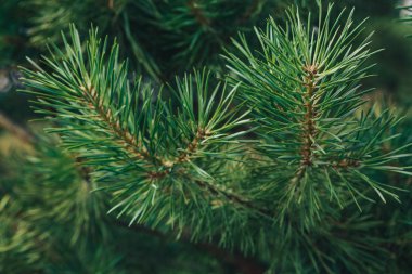 kozalaklı bir ağacın yeşil dalları, doğal bir arka plan