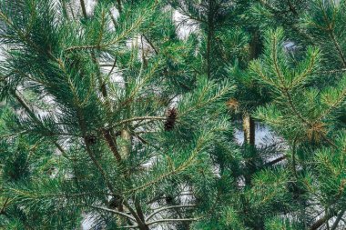 kozalaklı bir ağacın yeşil dalları, doğal bir arka plan