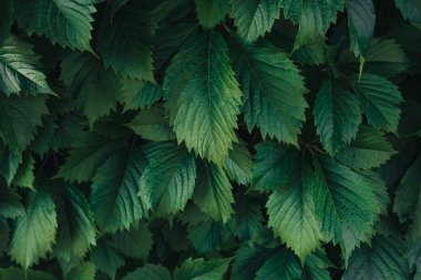 Yeşil yapraklar desen arkaplan, Doğal arkaplan ve duvar kağıdı