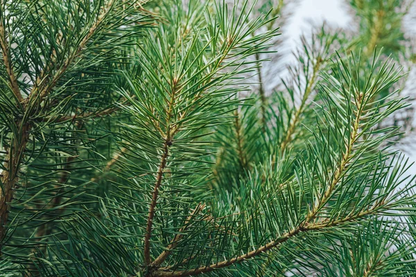 green branches of a coniferous tree, a natural background