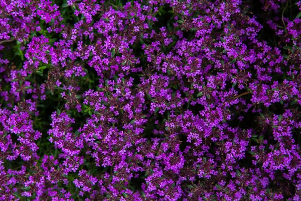 Fundo Natural Flores Roxas — Fotografia de Stock