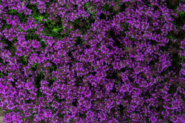 Natural Background Purple Flowers — Stock Photo, Image