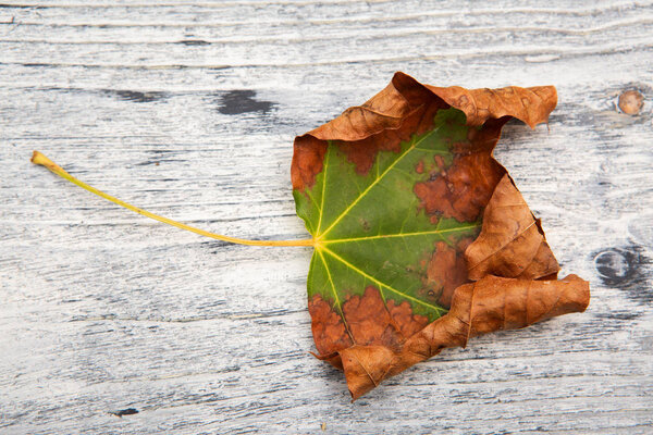 Fading maple leaf on wooden background