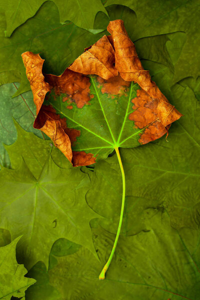 Wilting leaf on a background of green maple leaves. Natural background