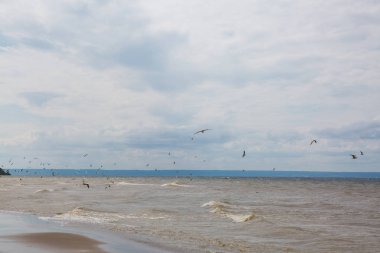 denizin üzerinde gökyüzünde uçan martılar