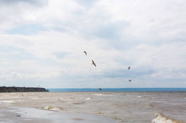 denizin üzerinde gökyüzünde uçan martılar