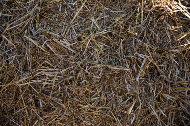 Haystack. Sarı saman. Saman dokusu. Arka plan