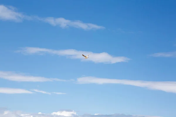 Mouettes Volant Dans Ciel Parmi Les Nuages — Photo