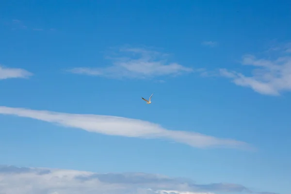 Mouettes Volant Dans Ciel Parmi Les Nuages — Photo