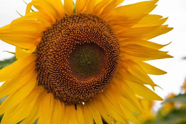 Girasol Sobre Fondo Blanco Fondo Natural —  Fotos de Stock