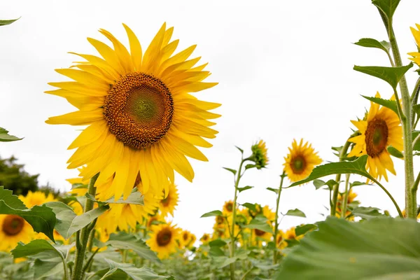 Girasol Sobre Fondo Blanco Fondo Natural —  Fotos de Stock