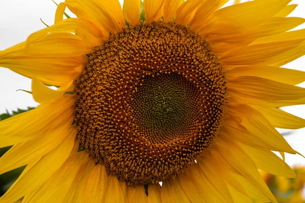 Girasol Sobre Fondo Blanco Fondo Natural —  Fotos de Stock