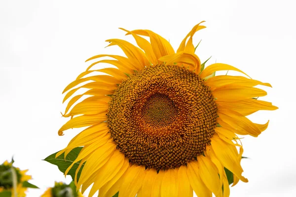 Girasol Sobre Fondo Blanco Fondo Natural —  Fotos de Stock