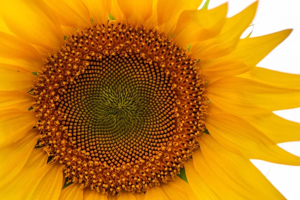 Sunflower on white background. Natural background