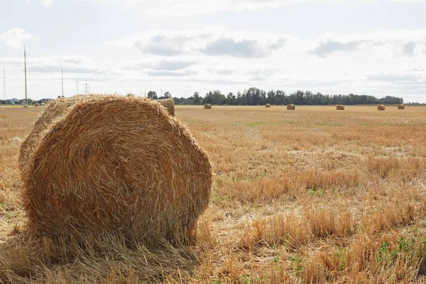 stock image Hay bail harvesting in golden field.  Rural nature in the farm land. Grain crop, harvesting.