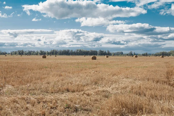 Hay Bail Harvesting Golden Field Rural Nature Farm Land Grain — Stock Photo, Image