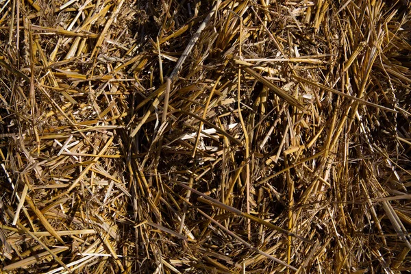 黄色稻草 干草的质地 — 图库照片