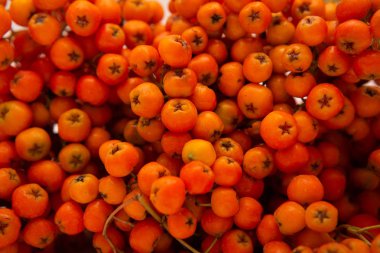 Rowan bir dalda. Kırmızı kürekçi. Rowan ağacında rowan meyveleri. Sonbahar doğası. Yakın çekim