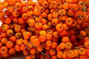 Rowan bir dalda. Kırmızı kürekçi. Rowan ağacında rowan meyveleri. Sonbahar doğası. Yakın çekim