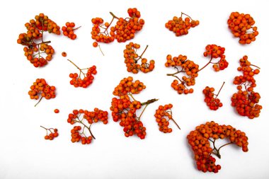 Daldaki dağ külleri. Kırmızı Rowan beyaz arka plan üzerinde. Sonbahar doğası. Parlak arka plan