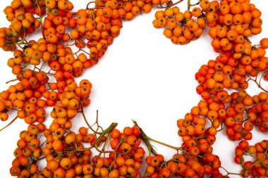 Daldaki dağ külleri. Kırmızı Rowan beyaz arka plan üzerinde. Sonbahar doğası. Parlak arka plan