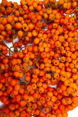 Rowan bir dalda. Kırmızı kürekçi. Rowan ağacında rowan meyveleri. Sonbahar doğası. Yakın çekim