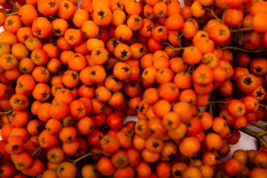 Rowan bir dalda. Kırmızı kürekçi. Rowan ağacında rowan meyveleri. Sonbahar doğası. Yakın çekim