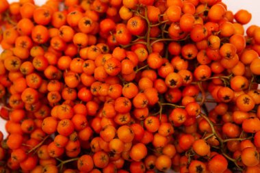 Rowan bir dalda. Kırmızı kürekçi. Rowan ağacında rowan meyveleri. Sonbahar doğası. Yakın çekim