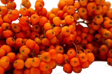 Rowan bir dalda. Kırmızı kürekçi. Rowan ağacında rowan meyveleri. Sonbahar doğası. Yakın çekim