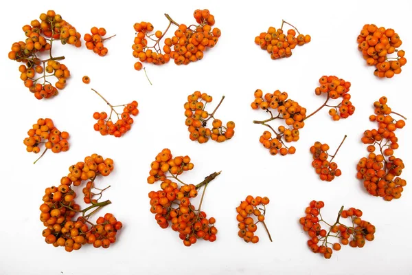 Mountain Ash Filial Röd Rönn Vit Bakgrund Höst Natur Ljus — Stockfoto