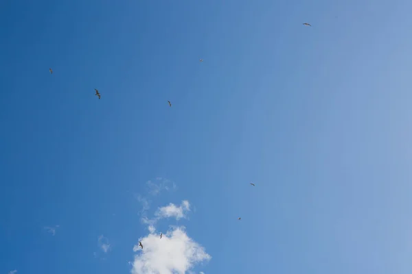 Mouettes Volant Dans Ciel Parmi Les Nuages — Photo
