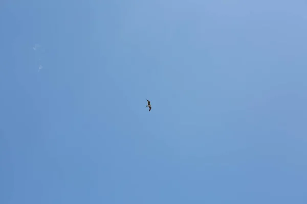 Möwen Fliegen Himmel Zwischen Den Wolken — Stockfoto