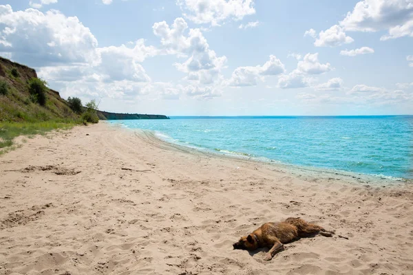 Dog Walking Beach Sea — Stock Photo, Image