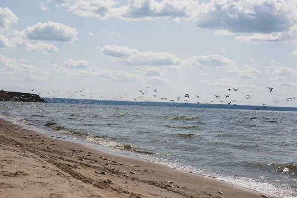 Seagulls Flying Sky Sea — Stock Photo, Image