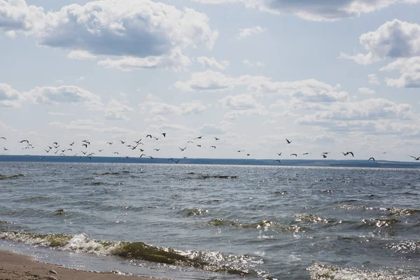 Seagulls Flying Sky Sea — Stock Photo, Image