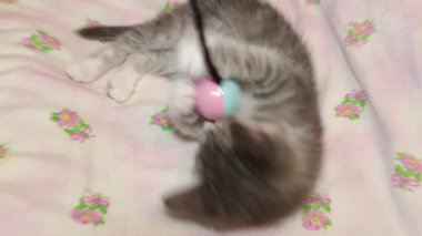 Şirin kedi yavrusu oyuncakla oynuyor.