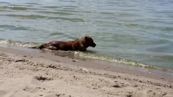 沙滩上的狗在海里游动着水面 — 图库视频影像