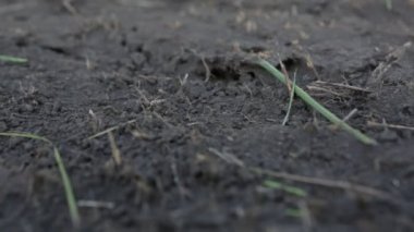 Karıncalar karınca yuvası içinde gezinme