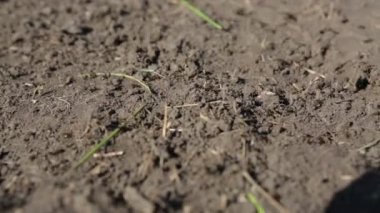 Karıncalar karınca yuvası içinde gezinme