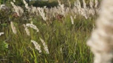 Çayır, yüksek tarla otlarıyla büyümüş. Tüy otu