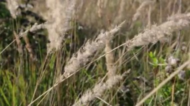 Çayır, yüksek tarla otlarıyla büyümüş. Tüy otu
