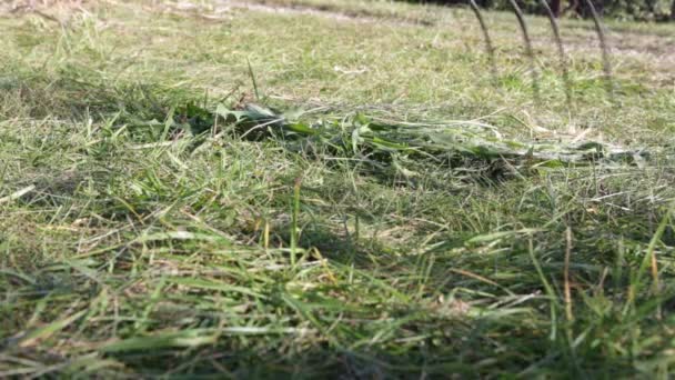 草を刈る 芝生のケア — ストック動画